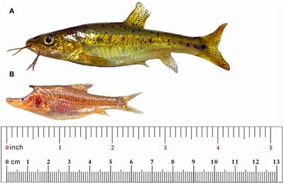 Comparative Transcriptomics Reveals the Molecular Genetic Basis of Cave Adaptability in Sinocyclocheilus Fish Species